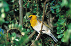 Palila